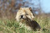CAIRN TERRIER 330